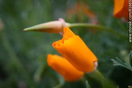 Golden thimble or California poppy - Flora - MORE IMAGES. Photo #81665