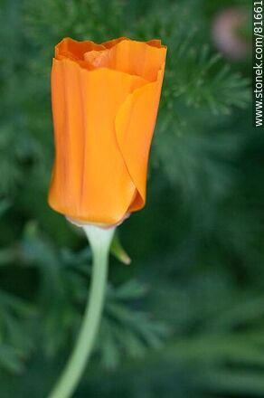 Golden thimble or California poppy - Flora - MORE IMAGES. Photo #81661