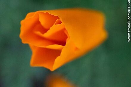 Golden thimble or California poppy - Flora - MORE IMAGES. Photo #81660