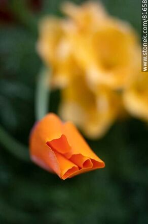 Dedal de oro o amapola de California - Flora - IMÁGENES VARIAS. Foto No. 81658