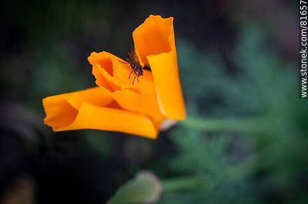 Golden thimble or California poppy - Flora - MORE IMAGES. Photo #81657