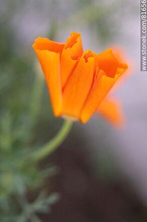 Golden thimble or California poppy - Flora - MORE IMAGES. Photo #81656
