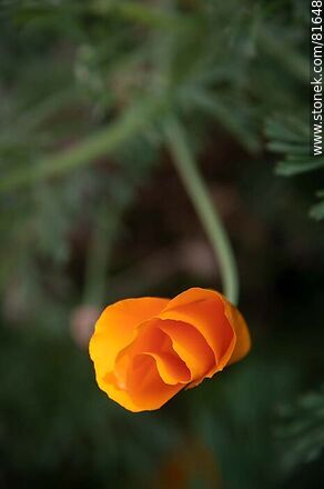 Golden thimble or California poppy - Flora - MORE IMAGES. Photo #81648