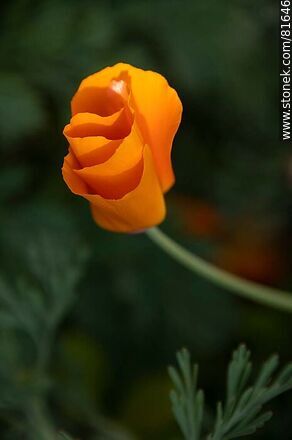 Golden thimble or California poppy - Flora - MORE IMAGES. Photo #81646