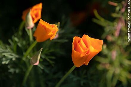 Golden thimble or California poppy - Flora - MORE IMAGES. Photo #81645