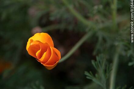 Golden thimble or California poppy - Flora - MORE IMAGES. Photo #81644