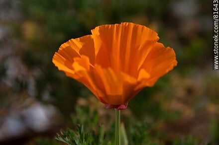 Golden thimble or California poppy - Flora - MORE IMAGES. Photo #81643