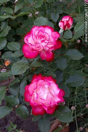 Rosa china matizada color cereza y blanco - Flora - IMÁGENES VARIAS. Foto No. 81722