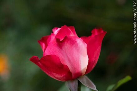 Rosa china matizada color cereza y blanco - Flora - IMÁGENES VARIAS. Foto No. 81721