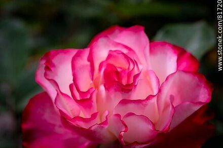 Rosa china matizada color cereza y blanco - Flora - IMÁGENES VARIAS. Foto No. 81720