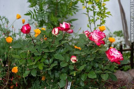 Rosa china matizada color cereza y blanco - Flora - IMÁGENES VARIAS. Foto No. 81719