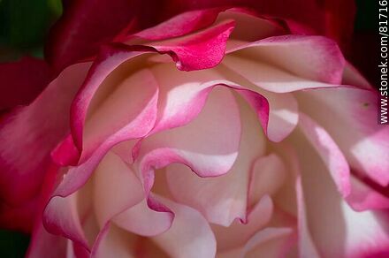 Rosa china matizada color cereza y blanco - Flora - IMÁGENES VARIAS. Foto No. 81716