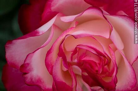 Rosa china matizada color cereza y blanco - Flora - IMÁGENES VARIAS. Foto No. 81714
