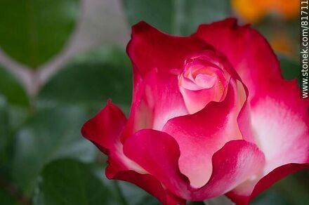 Rosa china matizada color cereza y blanco - Flora - IMÁGENES VARIAS. Foto No. 81711