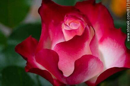 Rosa china matizada color cereza y blanco - Flora - IMÁGENES VARIAS. Foto No. 81710