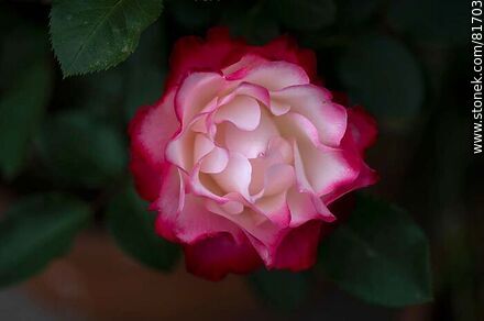 Rosa china matizada color cereza y blanco - Flora - IMÁGENES VARIAS. Foto No. 81703