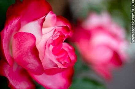 Rosa china matizada color cereza y blanco - Flora - IMÁGENES VARIAS. Foto No. 81700