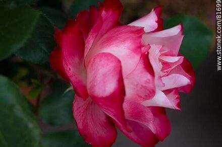 Rosa china matizada color cereza y blanco - Flora - IMÁGENES VARIAS. Foto No. 81699