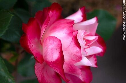 Rosa china matizada color cereza y blanco - Flora - IMÁGENES VARIAS. Foto No. 81698
