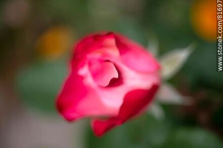 Rosa china matizada color cereza y blanco - Flora - IMÁGENES VARIAS. Foto No. 81697