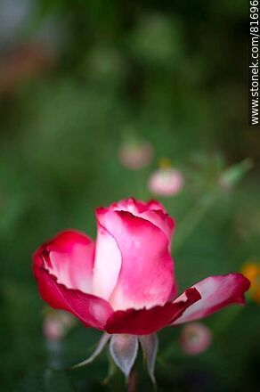 Rosa china matizada color cereza y blanco - Flora - IMÁGENES VARIAS. Foto No. 81696