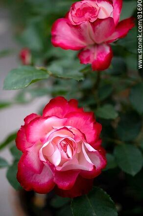 Rosa china matizada color cereza y blanco - Flora - IMÁGENES VARIAS. Foto No. 81690