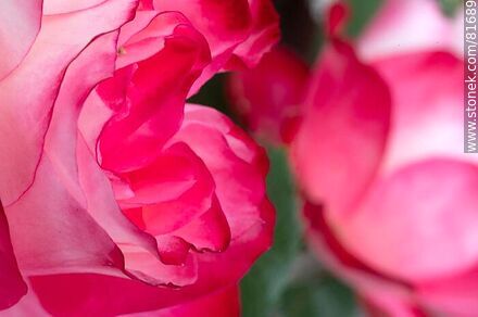 Rosa china matizada color cereza y blanco - Flora - IMÁGENES VARIAS. Foto No. 81689