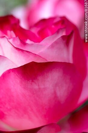 Rosa china matizada color cereza y blanco - Flora - IMÁGENES VARIAS. Foto No. 81687