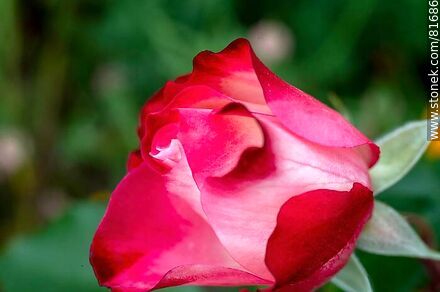 Rosa china matizada color cereza y blanco - Flora - IMÁGENES VARIAS. Foto No. 81686