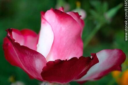 Rosa china matizada color cereza y blanco - Flora - IMÁGENES VARIAS. Foto No. 81685