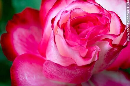 Rosa china matizada color cereza y blanco - Flora - IMÁGENES VARIAS. Foto No. 81684