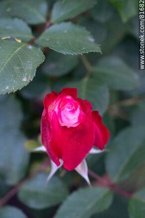 Rosa china matizada color cereza y blanco - Flora - IMÁGENES VARIAS. Foto No. 81682