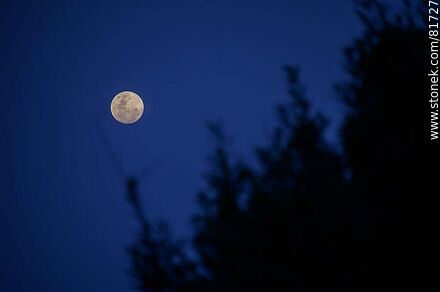 Full moon and trees -  - MORE IMAGES. Photo #81727