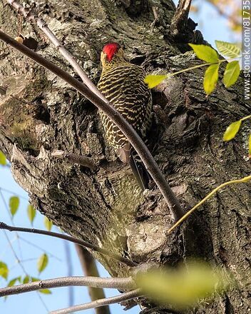 Red-naped woodpecker in the city - Fauna - MORE IMAGES. Photo #81735