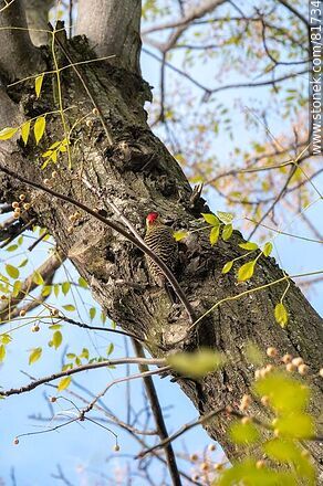 Red-naped woodpecker in the city - Fauna - MORE IMAGES. Photo #81734