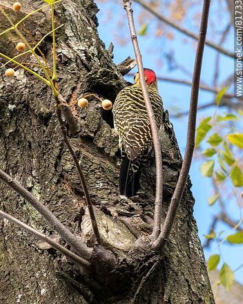 Red-naped woodpecker in the city - Fauna - MORE IMAGES. Photo #81733
