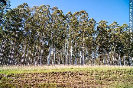 Eucalyptus field -  - URUGUAY. Photo #81941