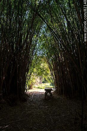 Quinta Capurro's cane field - Department of Canelones - URUGUAY. Photo #82140