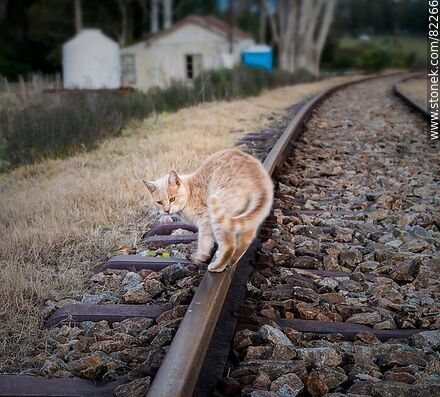 Gato caminando sobre una vía de ferrocarril - Fauna - IMÁGENES VARIAS. Foto No. 82266
