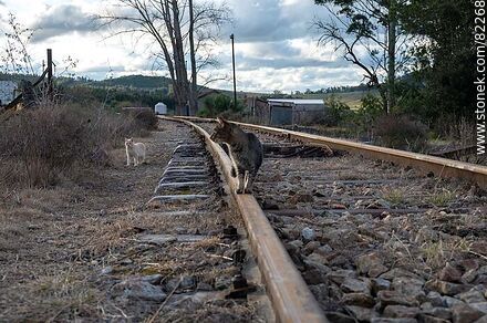 Gato parado sobre la vía del tren - Departamento de Lavalleja - URUGUAY. Foto No. 82268