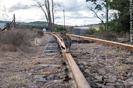 Gato parado sobre la vía del tren - Departamento de Lavalleja - URUGUAY. Foto No. 82269