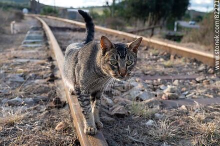 Gato sobre la vía del tren - Fauna - IMÁGENES VARIAS. Foto No. 82271