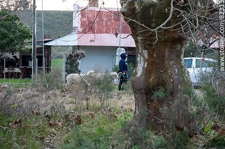 Solis train station. Person with 2 sheep - Lavalleja - URUGUAY. Photo #82313