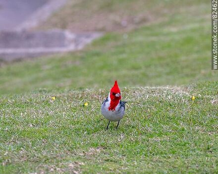 Red-capped cardinal - Fauna - MORE IMAGES. Photo #82462