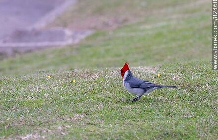 Red-capped cardinal - Fauna - MORE IMAGES. Photo #82460