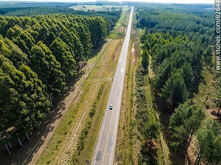 Aerial view of eucalyptus forests on the edge of route 37 - Department of Rivera - URUGUAY. Photo #82644