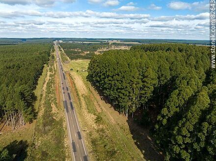 Aerial view of eucalyptus forests on the edge of route 37 - Department of Rivera - URUGUAY. Photo #82643