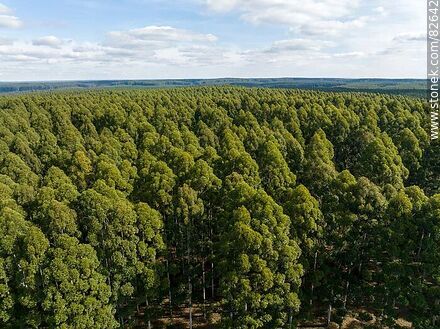 Vista aérea de bosques de eucaliptos - Departamento de Rivera - URUGUAY. Foto No. 82642