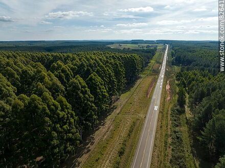 Aerial view of eucalyptus forests on the edge of route 37 - Department of Rivera - URUGUAY. Photo #82641