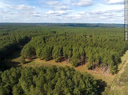 Aerial view of eucalyptus forest - Department of Rivera - URUGUAY. Photo #82640